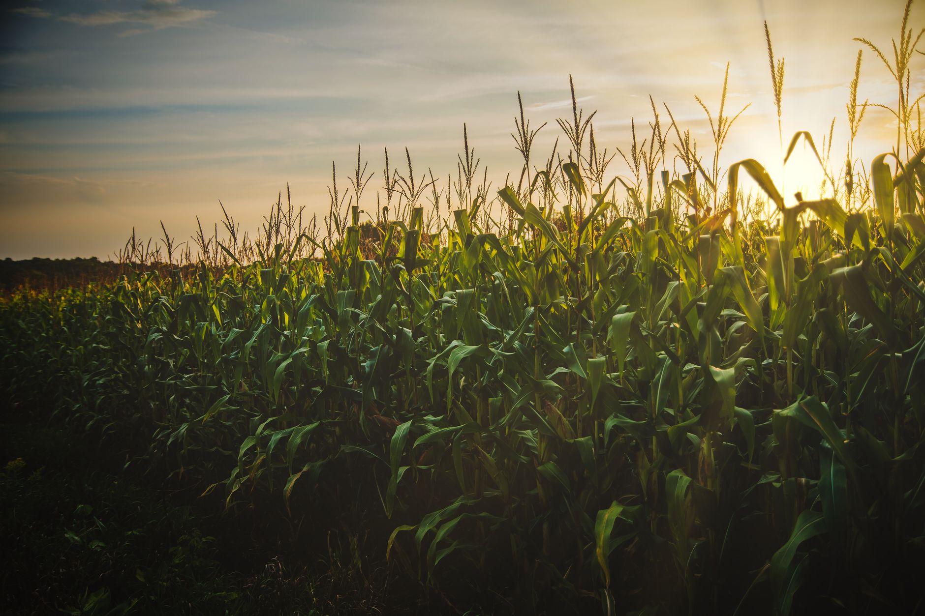 Agronegócio e Comércio em Paranatinga: Oportunidades para 2025